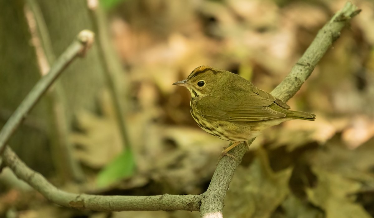 Ovenbird - ML575036341