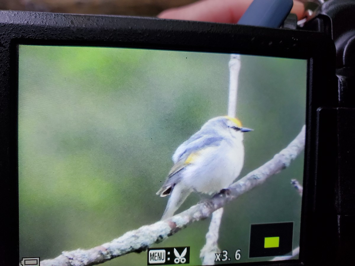 Brewster's Warbler (hybrid) - ML575036351