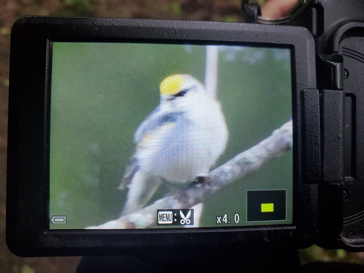 Brewster's Warbler (hybrid) - ML575036361