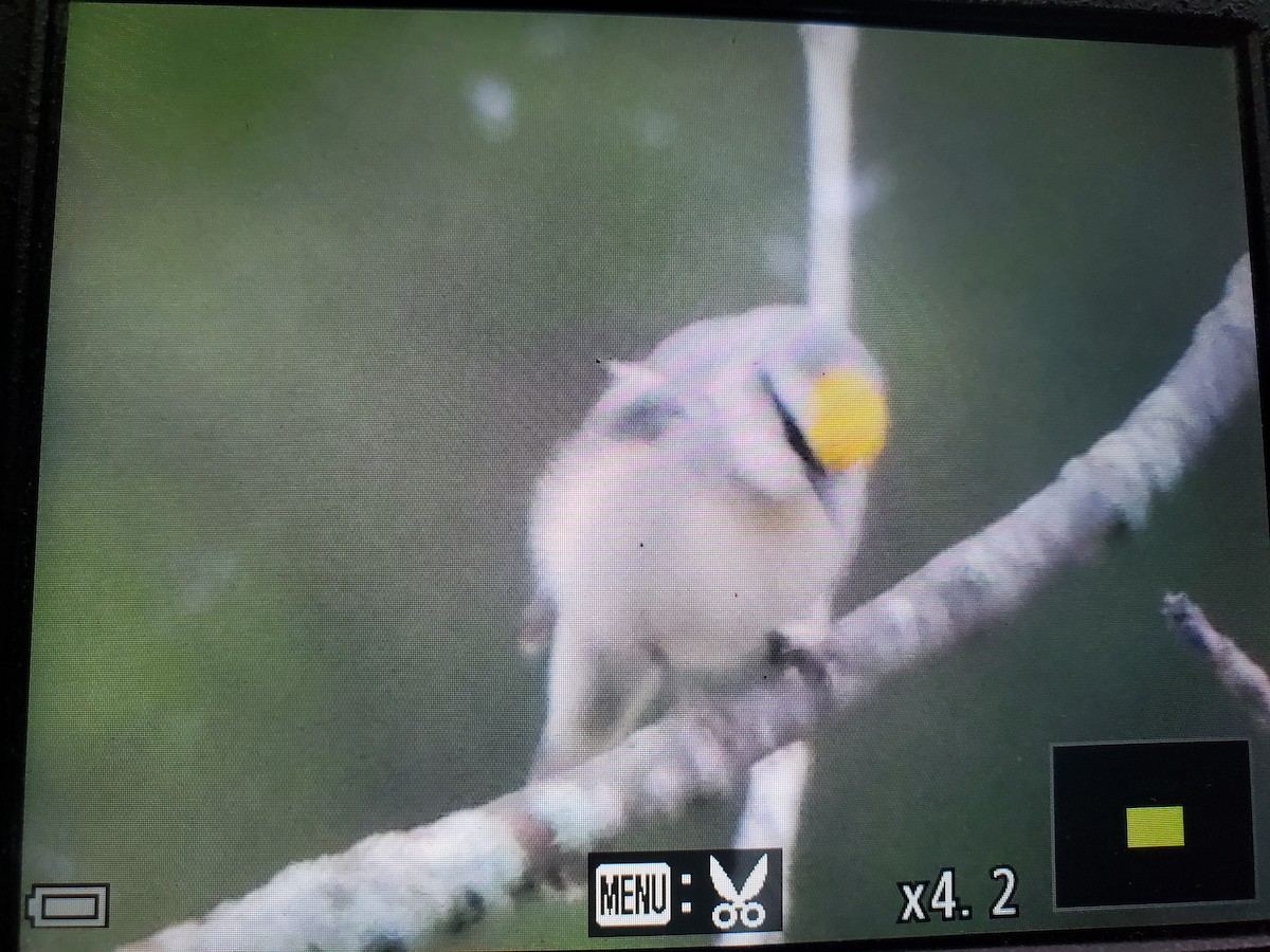 Brewster's Warbler (hybrid) - ML575036391
