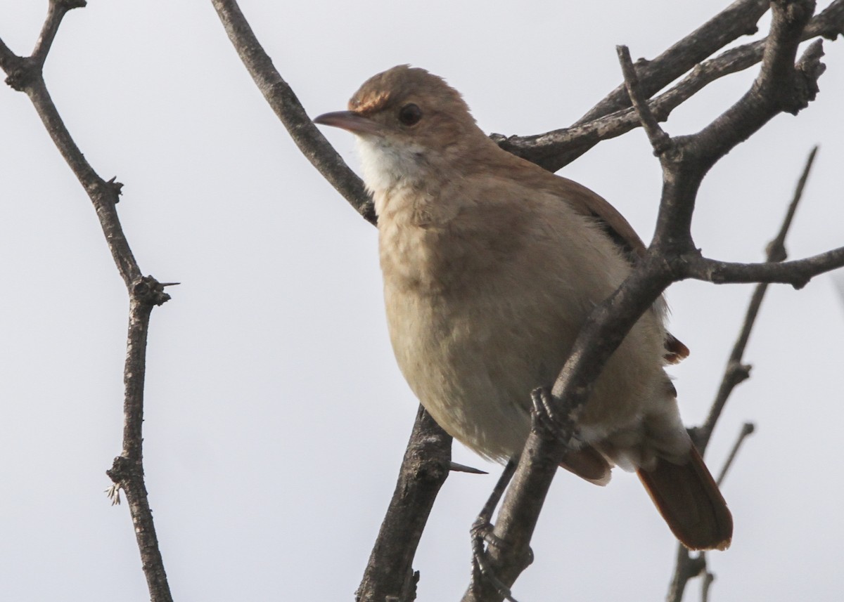 Rufous Hornero - ML575037051