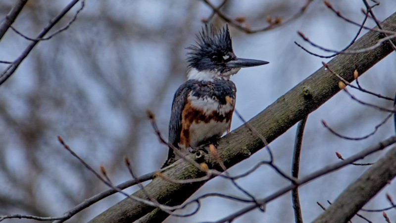 Belted Kingfisher - ML57503881