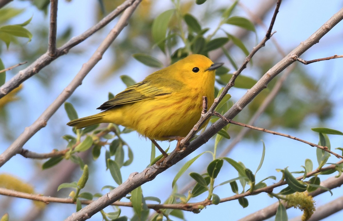 Yellow Warbler (Northern) - ML575038911