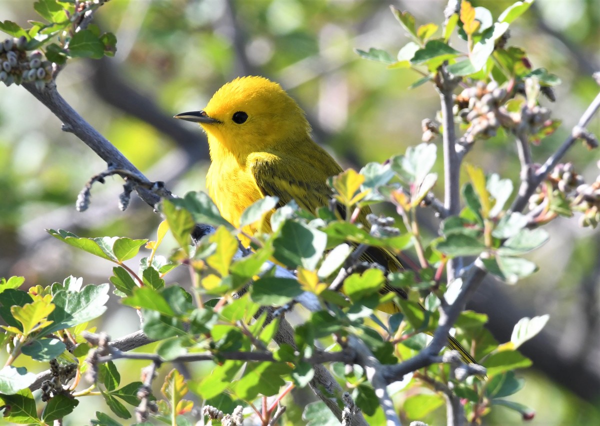 Yellow Warbler (Northern) - ML575038921