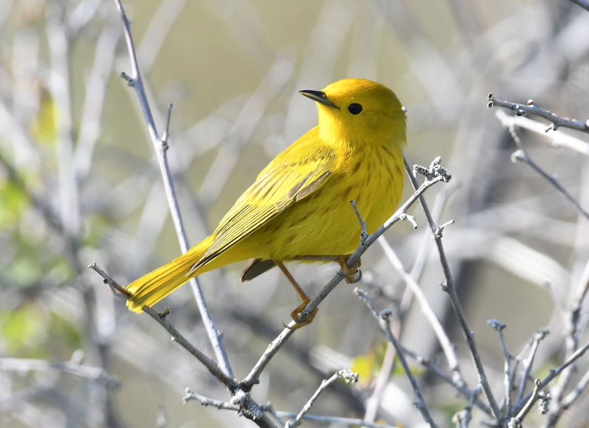 Yellow Warbler (Northern) - ML575038931