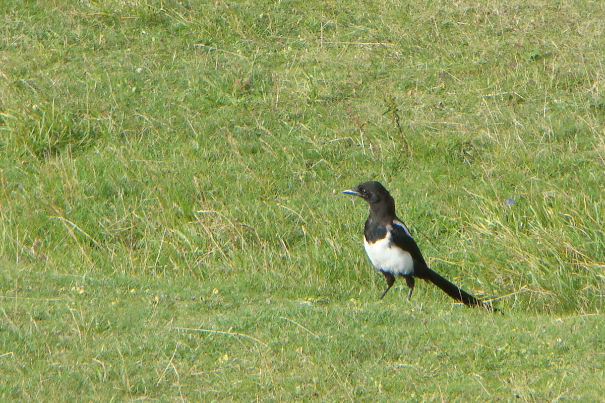 Eurasian Magpie - Wayne Lattuca