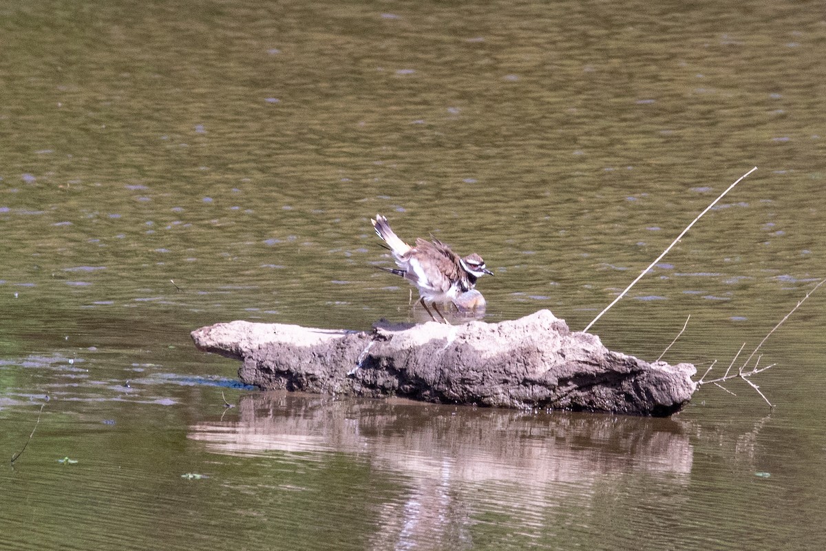 Killdeer - ML575039341