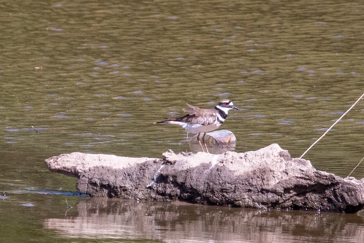 Killdeer - ML575039371