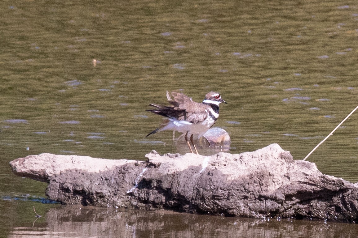Killdeer - ML575039391