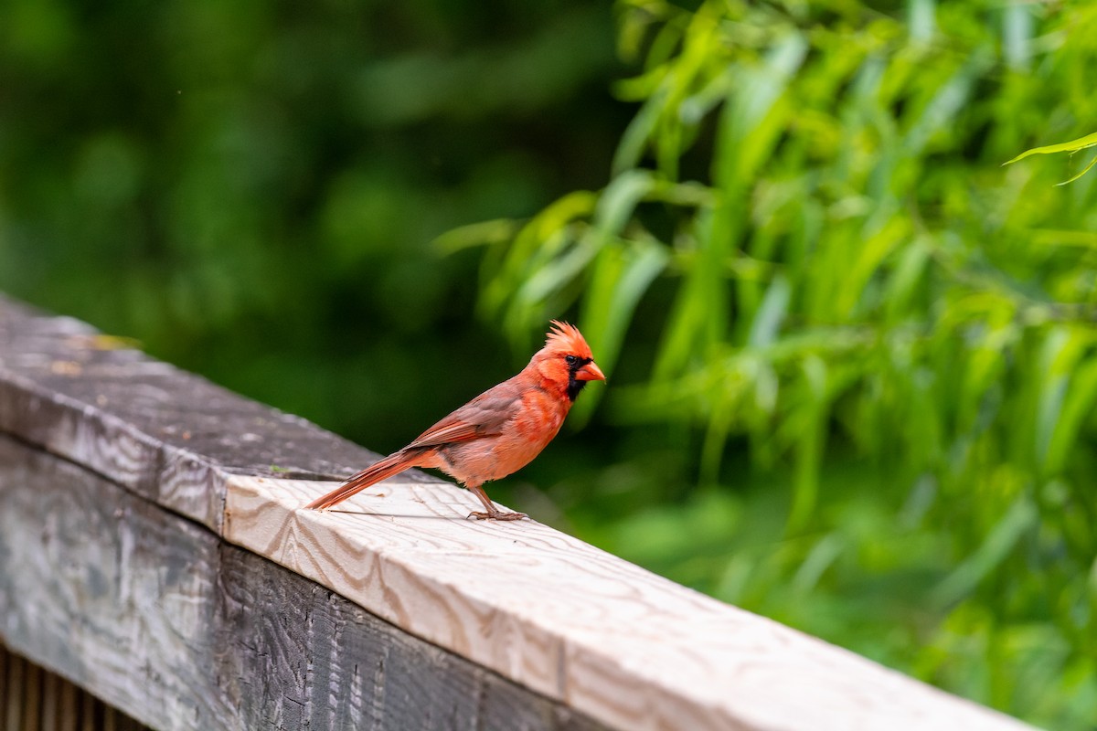 Northern Cardinal - ML575039561