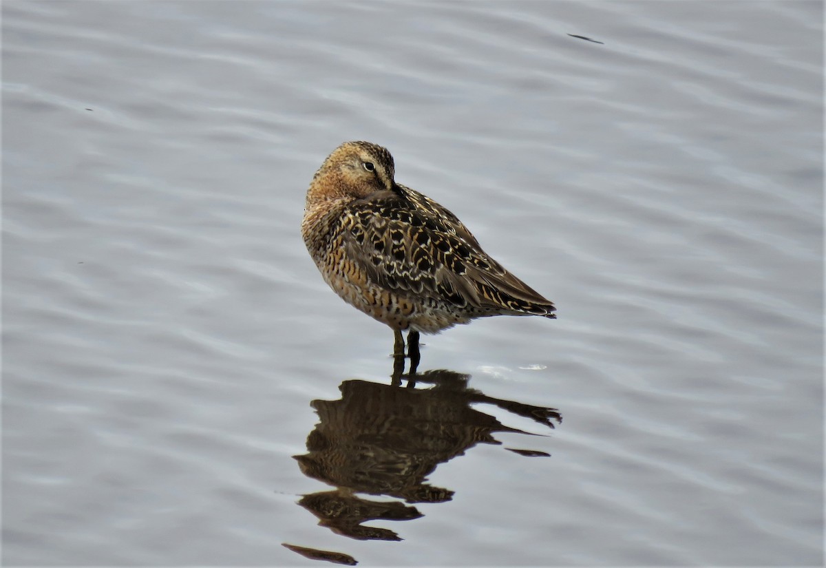 Long-billed Dowitcher - ML575039641