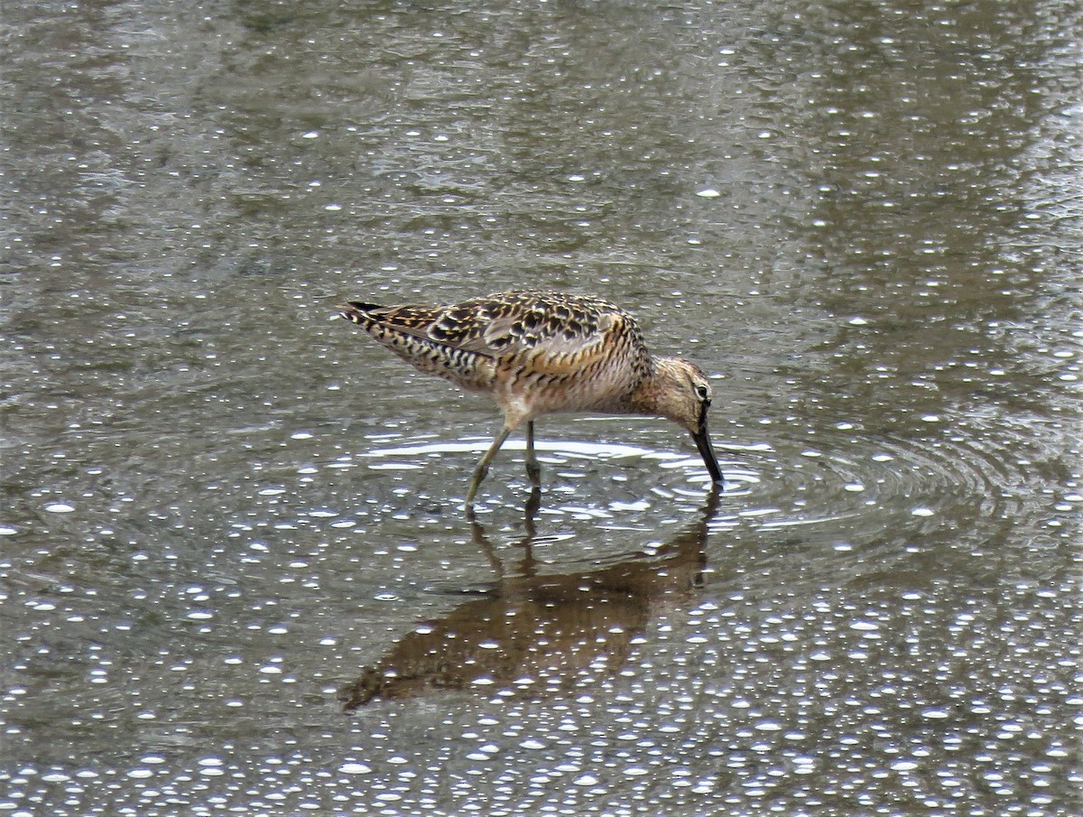 Long-billed Dowitcher - ML575039651