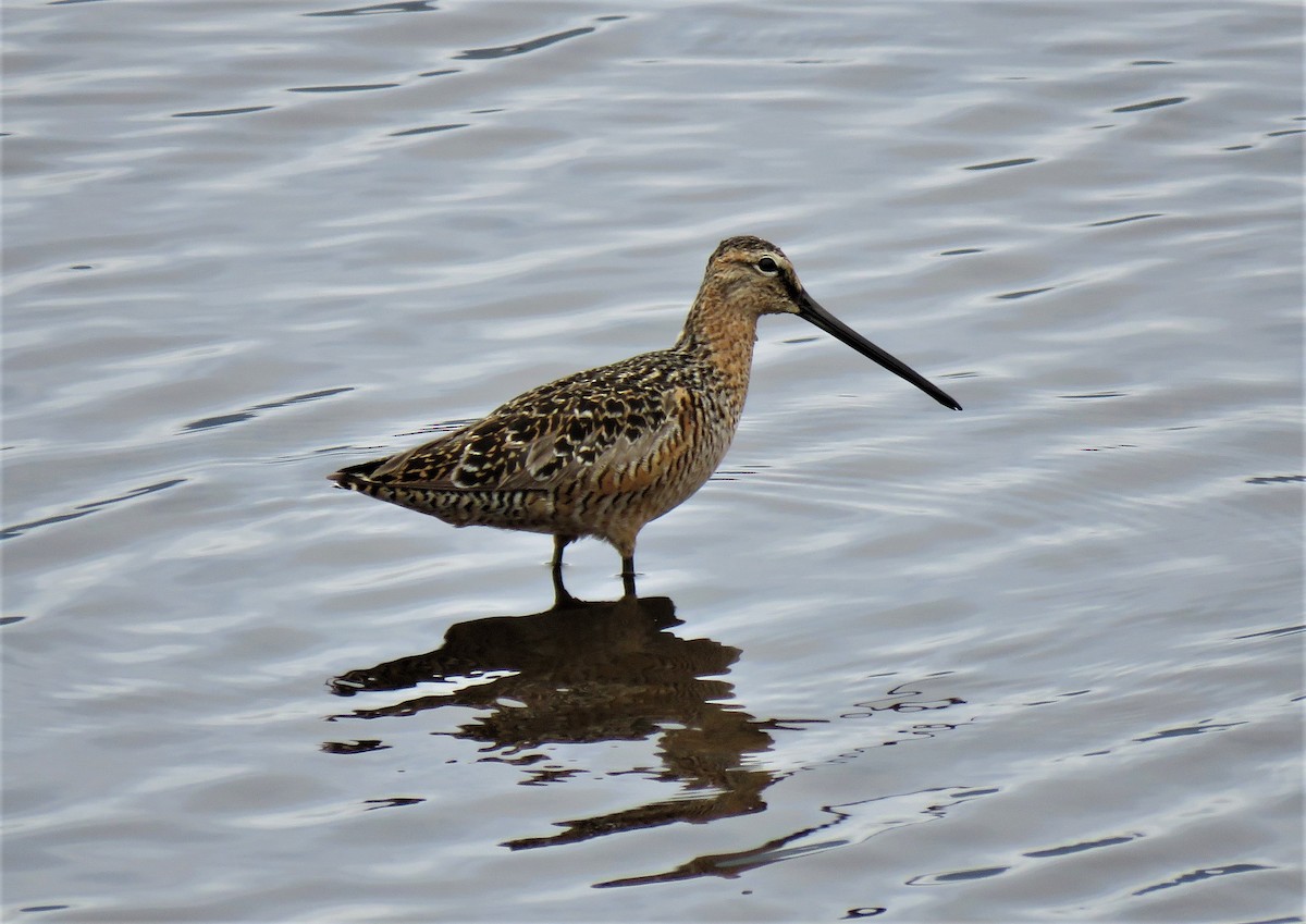 Long-billed Dowitcher - ML575039661