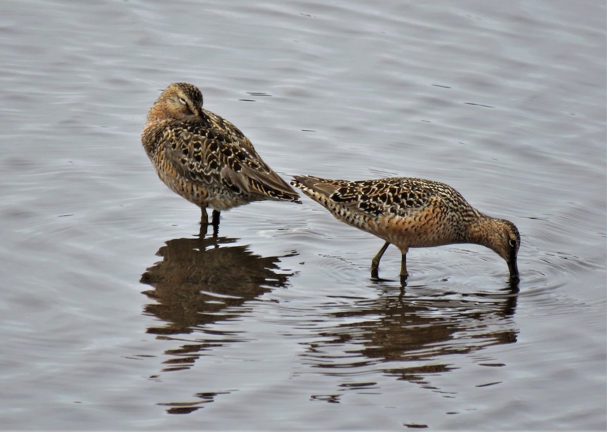 Long-billed Dowitcher - ML575039671