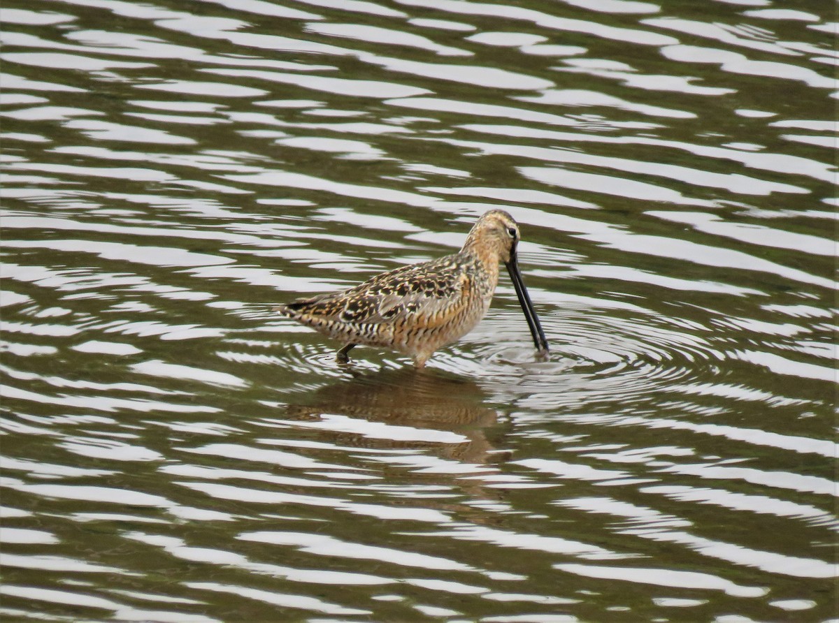 Long-billed Dowitcher - ML575039681