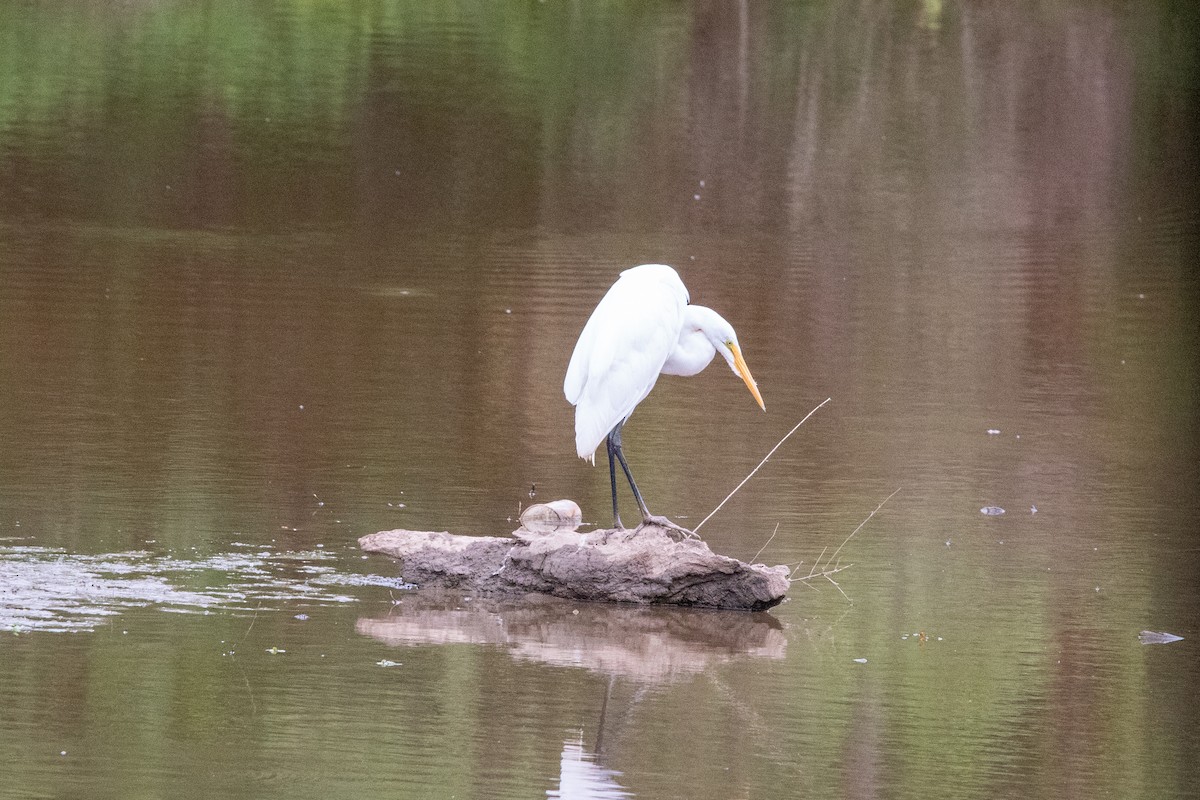 Great Egret - ML575039741