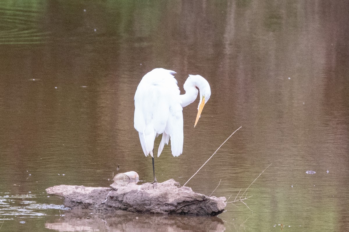 Great Egret - ML575039771