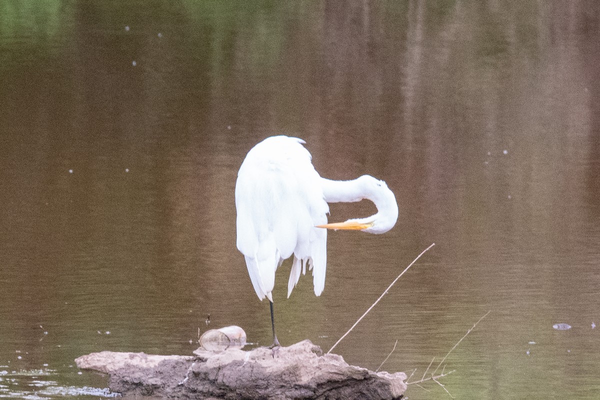 Great Egret - Adelyn Flowers