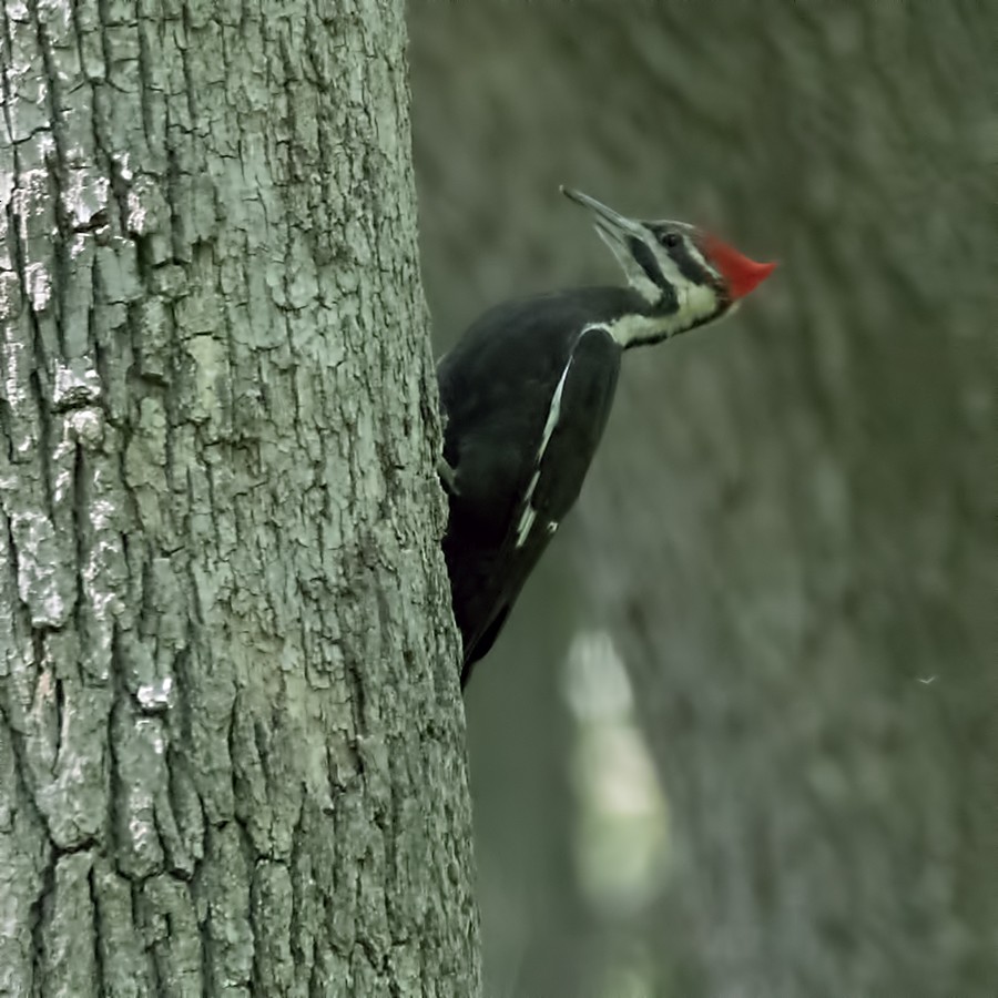 Pileated Woodpecker - ML575039811