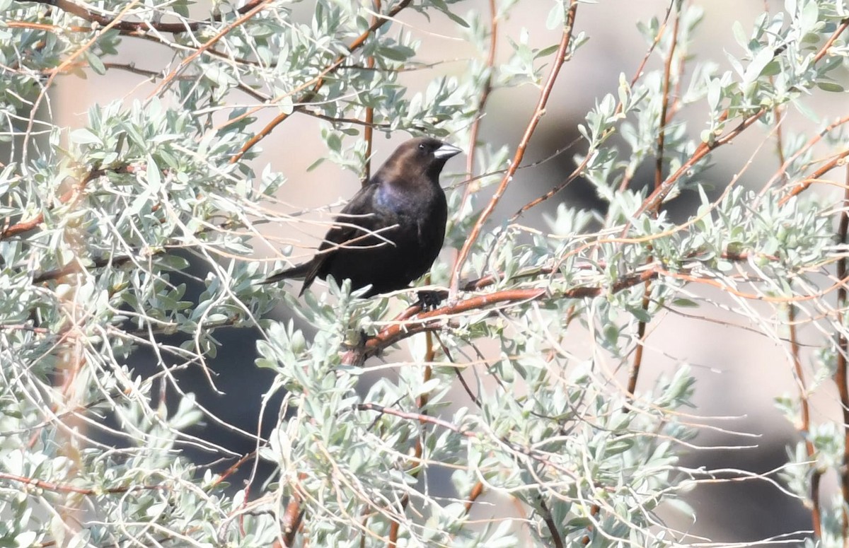 Brown-headed Cowbird - ML575039841