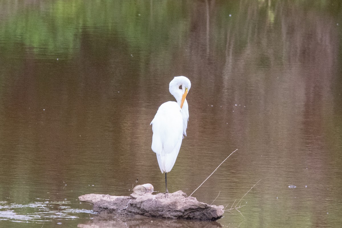 Great Egret - ML575039851