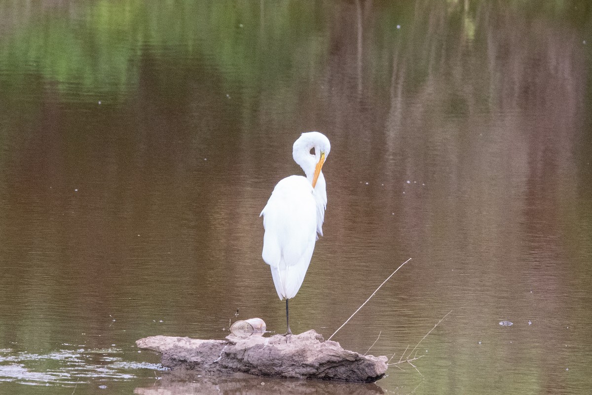 Great Egret - Adelyn Flowers