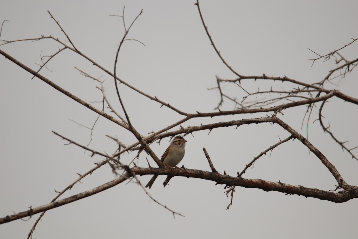 Clay-colored Sparrow - Tim Hain