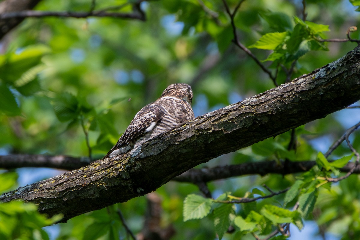 Common Nighthawk - Adam Cunningham