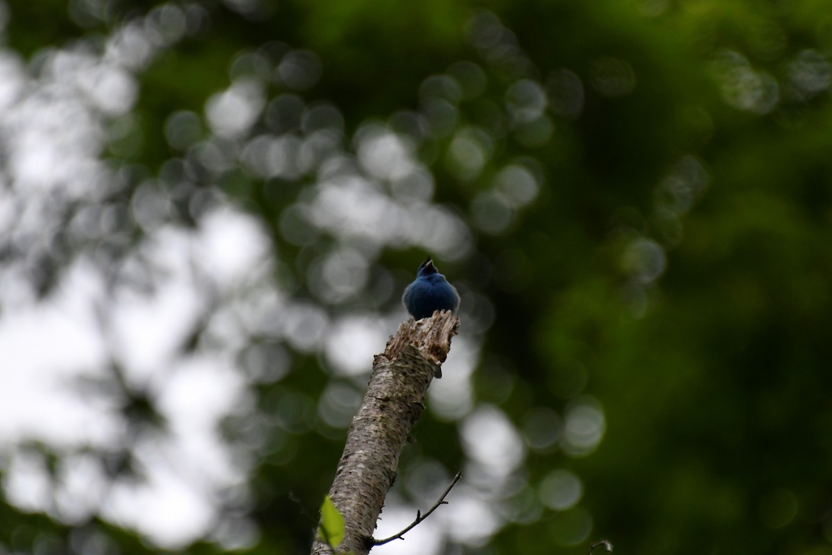 Indigo Bunting - Kazumi Ohira