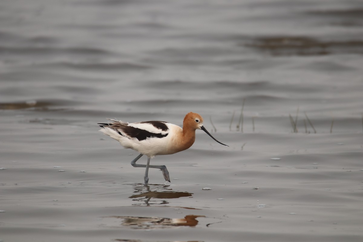 American Avocet - Tim Hain