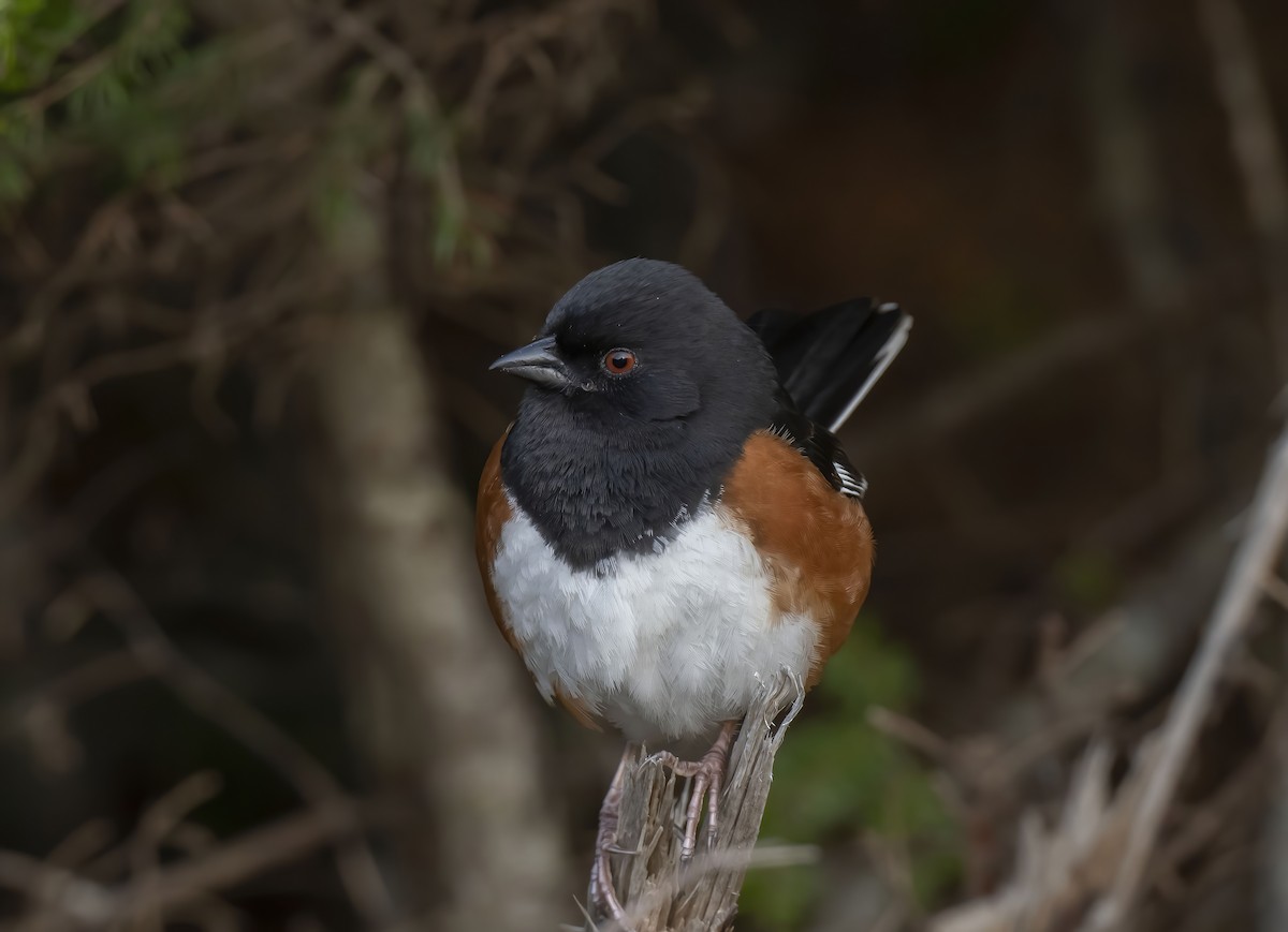 Eastern Towhee - ML575041271