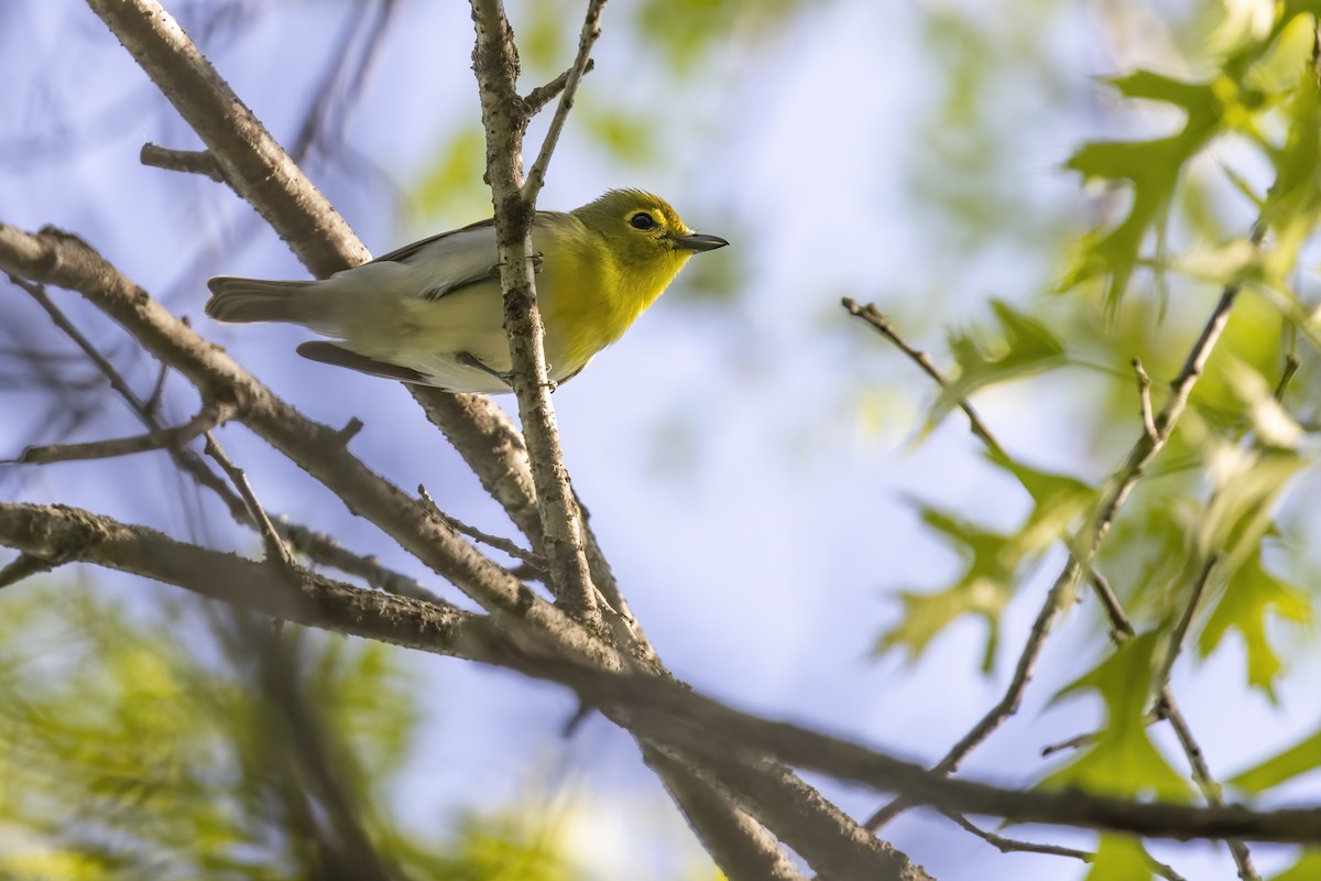 Yellow-throated Vireo - ML575041441