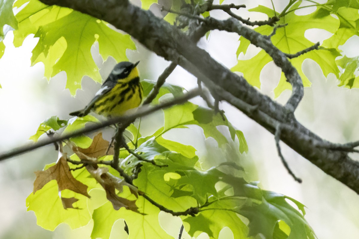 Magnolia Warbler - ML575041521