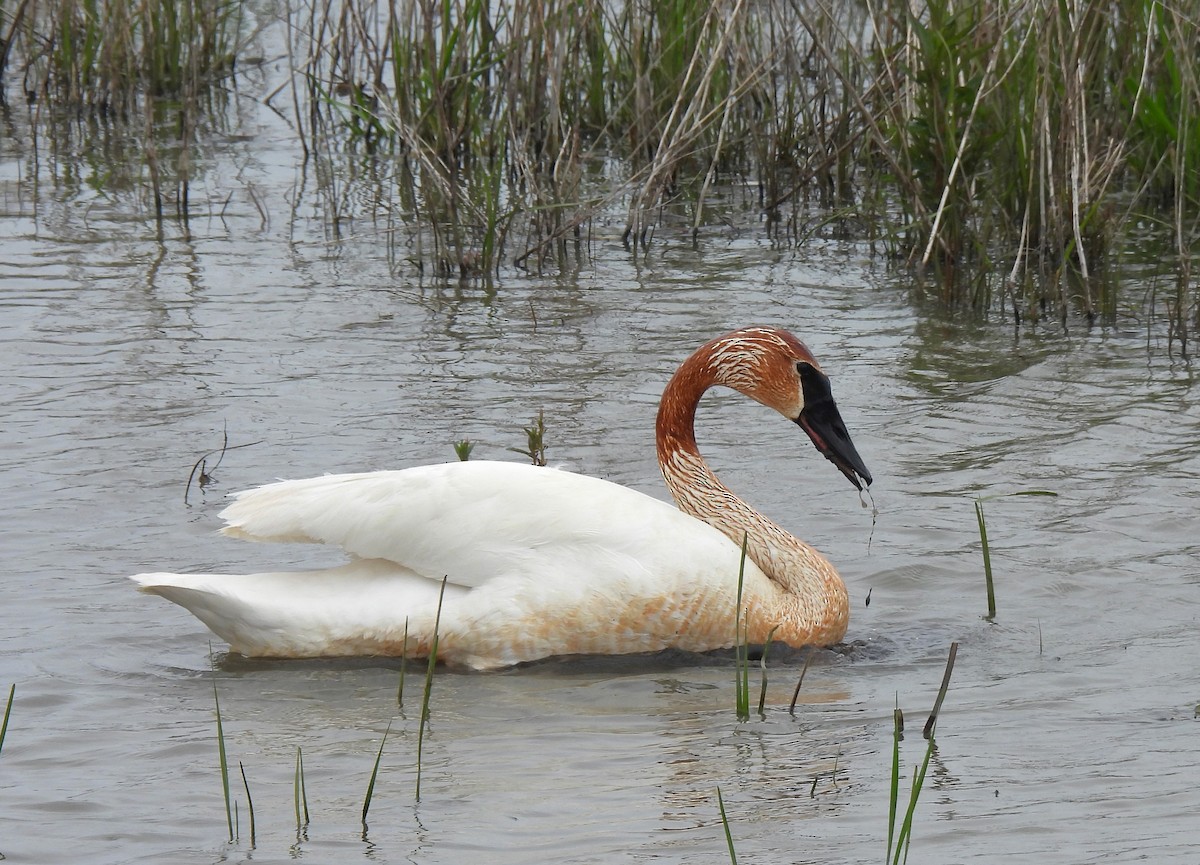 Trumpeter Swan - ML575041601