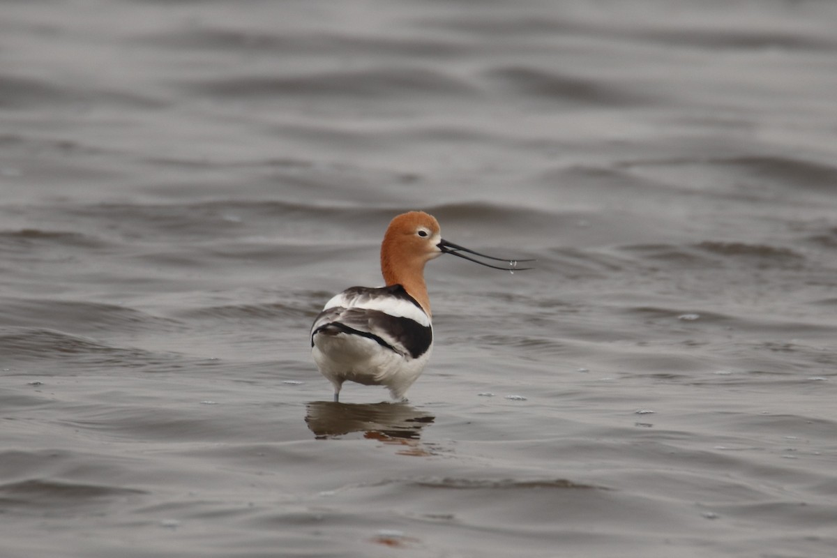 American Avocet - Tim Hain