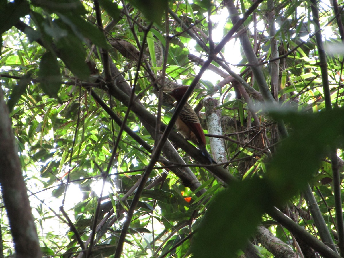 Kaempfer's Woodpecker - Iza Alencar