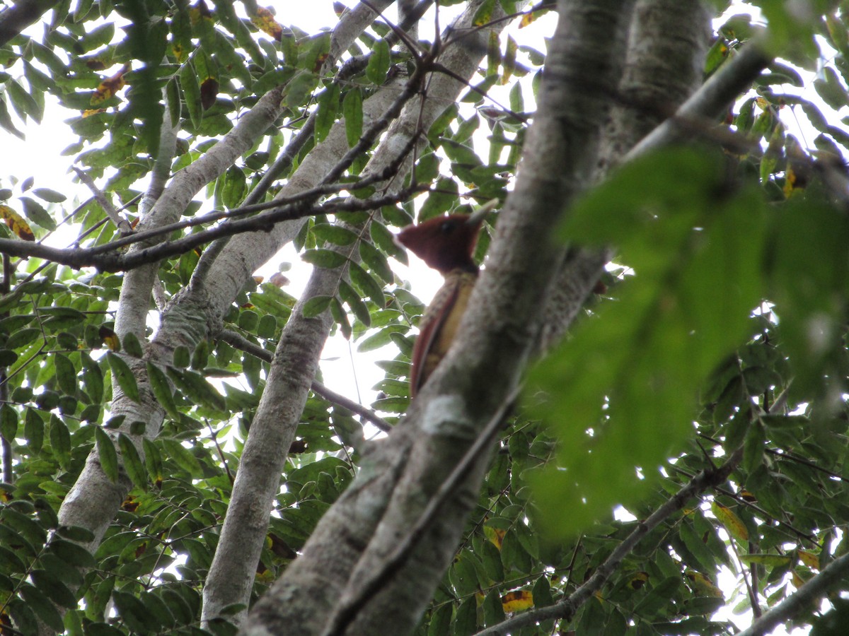 Kaempfer's Woodpecker - Iza Alencar