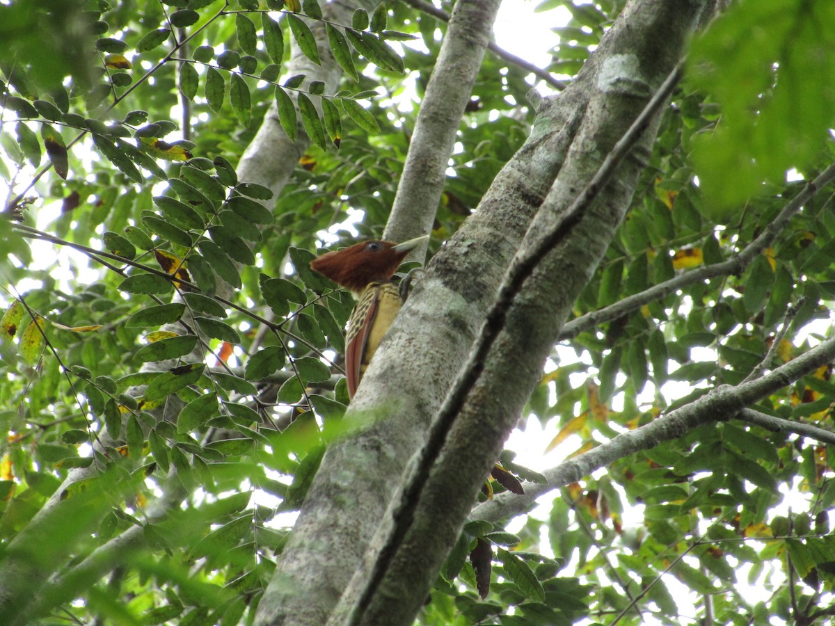 Kaempfer's Woodpecker - Iza Alencar