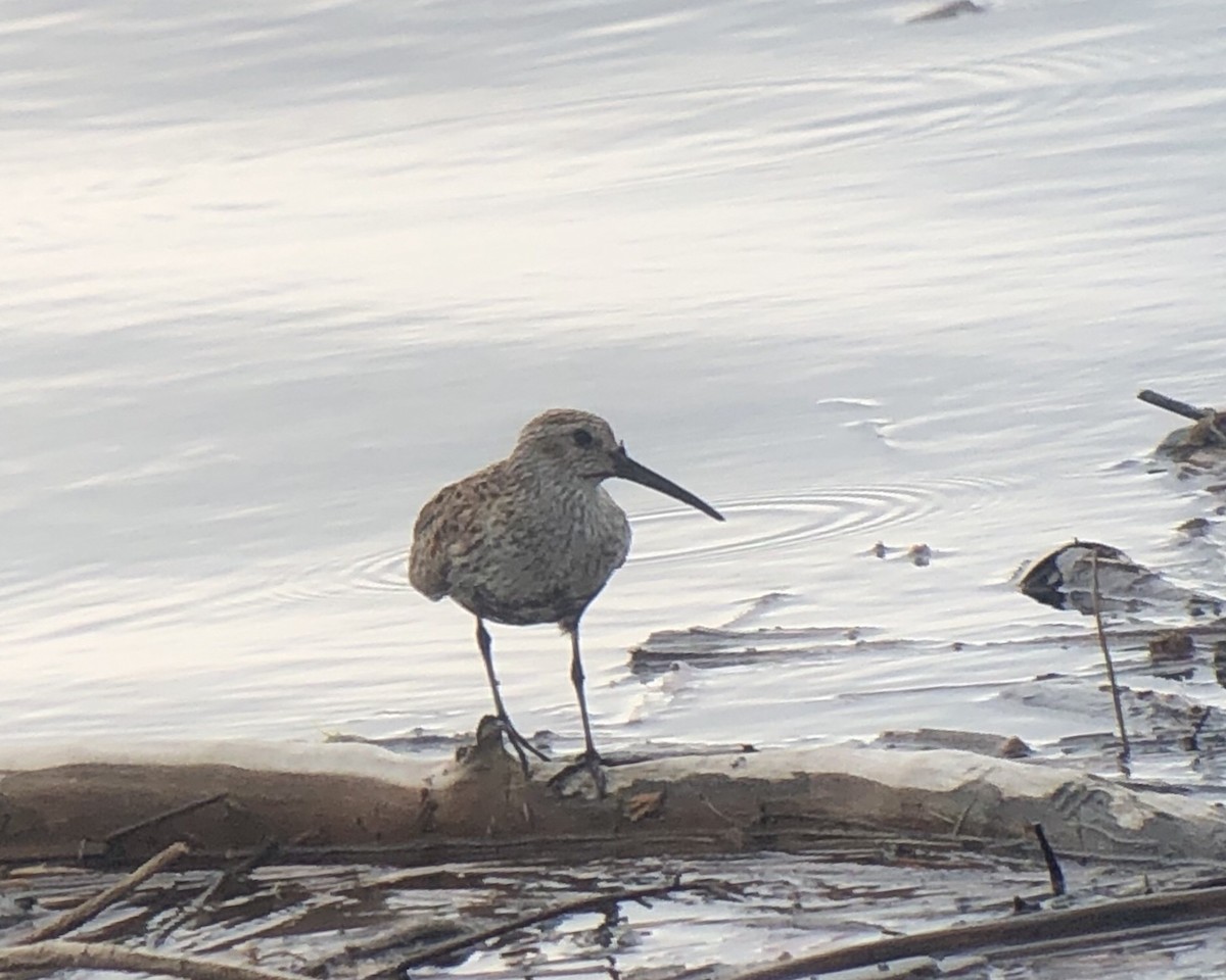 Bécasseau variable - ML575042111