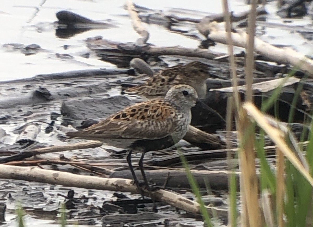 Bécasseau variable - ML575042121