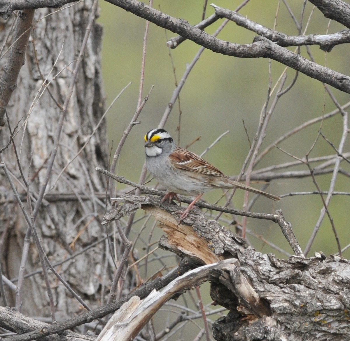 White-throated Sparrow - Scott Somershoe