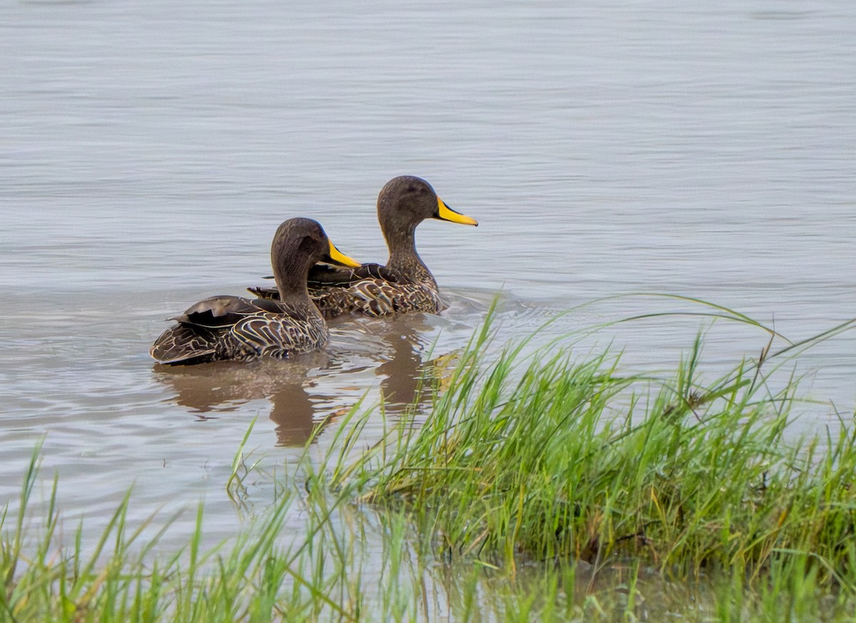 Yellow-billed Duck - ML575044311