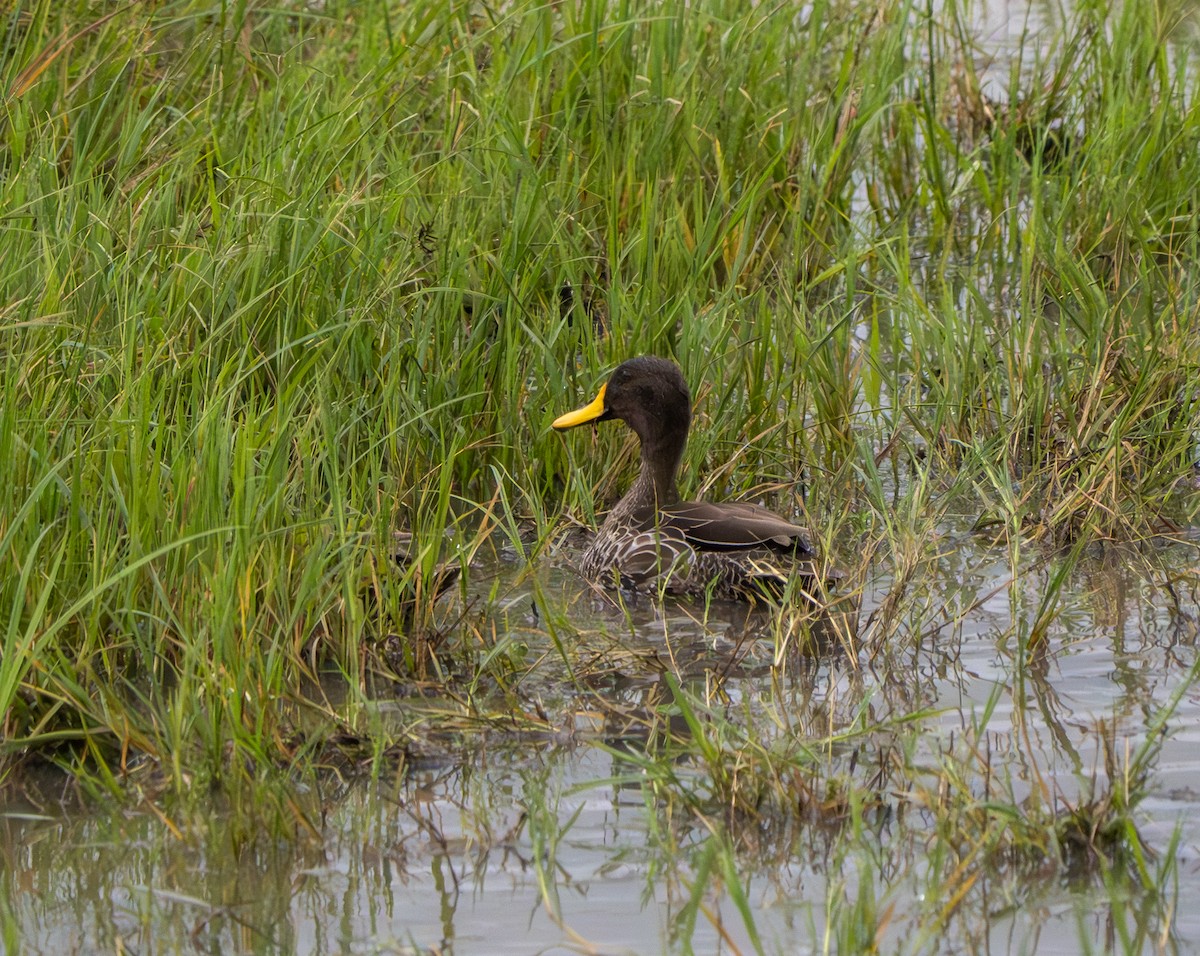 Yellow-billed Duck - ML575044421