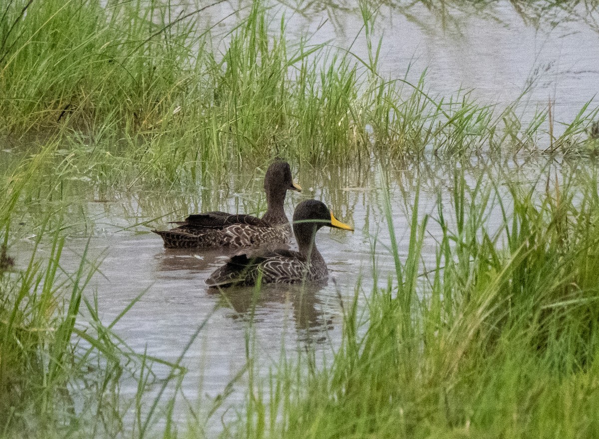 Yellow-billed Duck - ML575044441