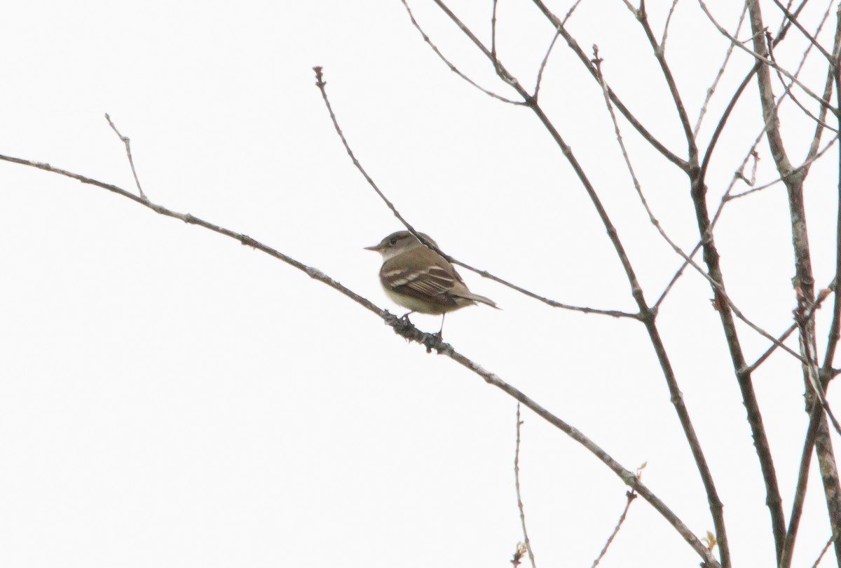 Alder Flycatcher - ML575044831