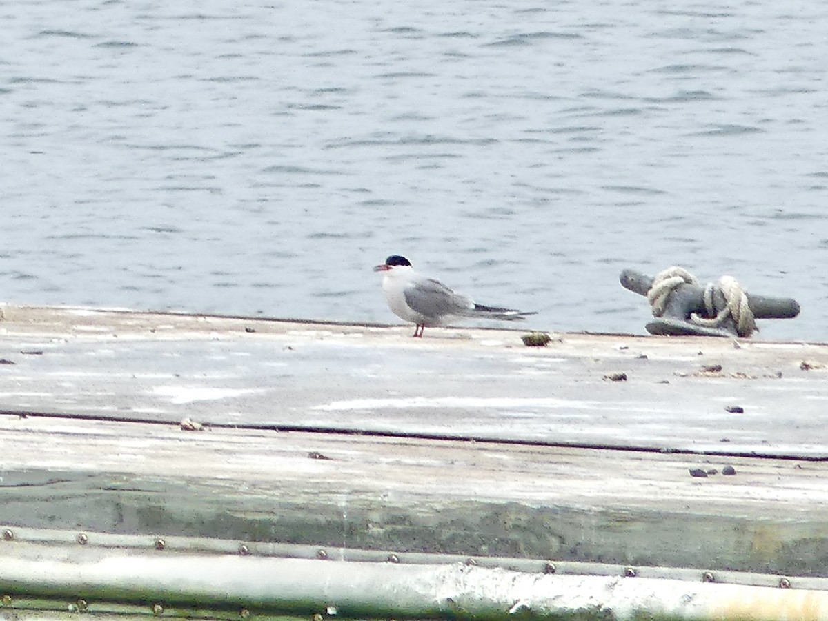 Common Tern - Laura Blutstein