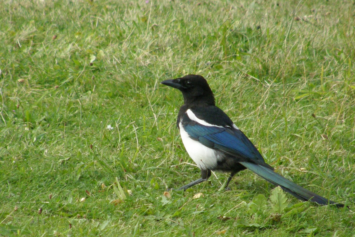 Eurasian Magpie - ML575045961