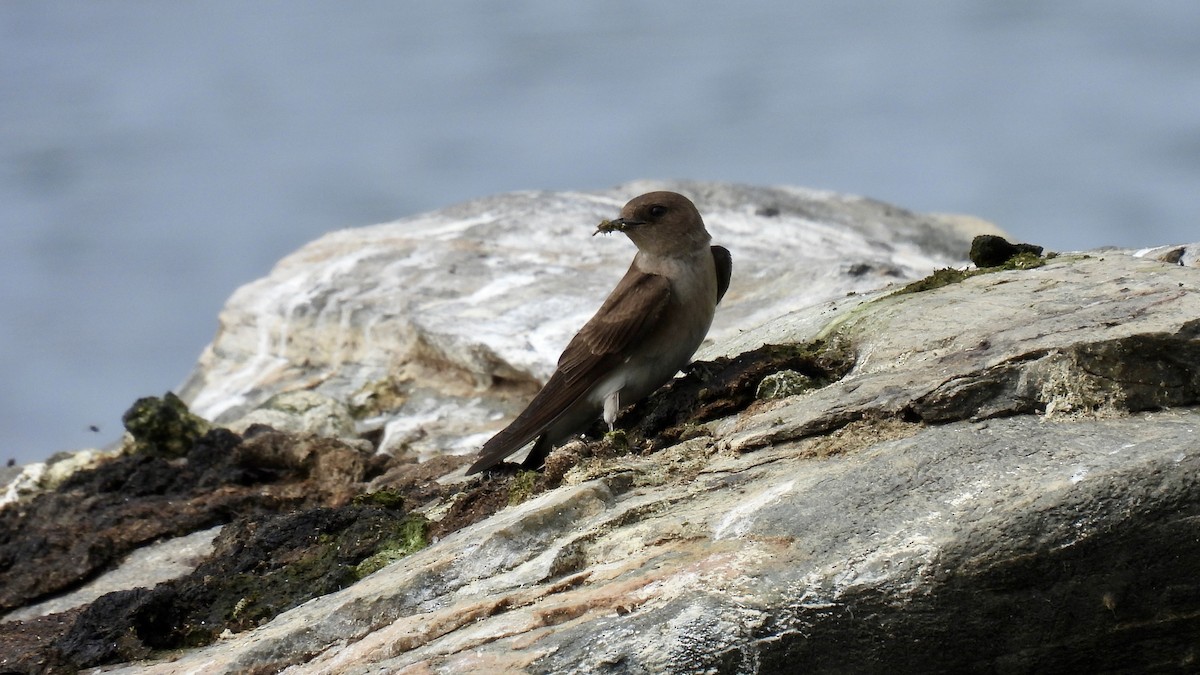 Northern Rough-winged Swallow - ML575047341