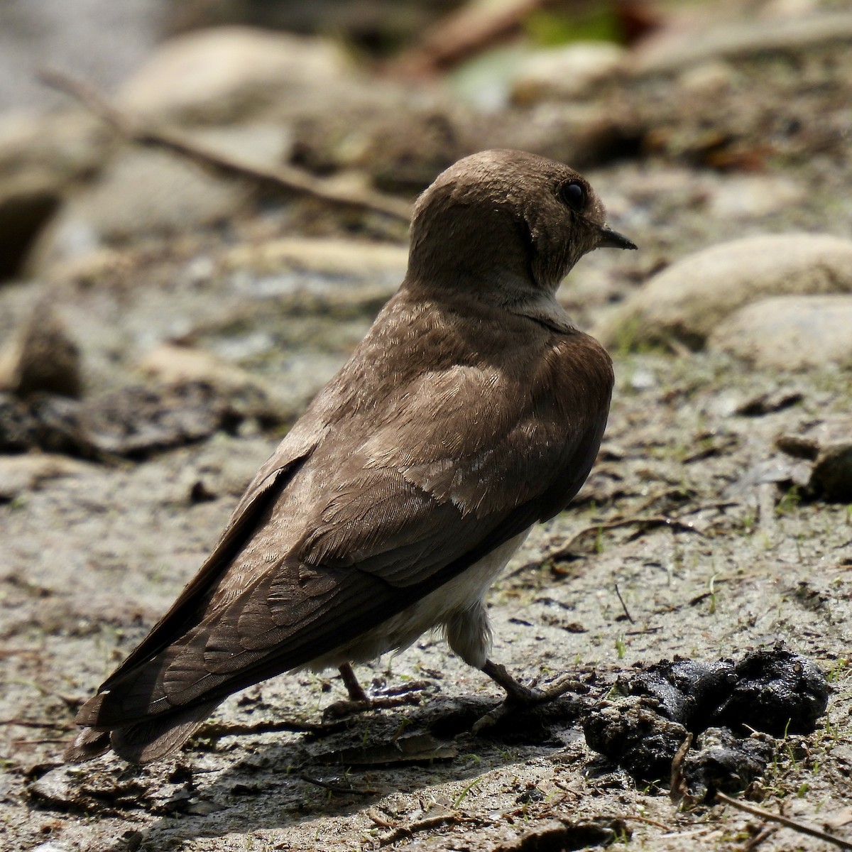 Northern Rough-winged Swallow - ML575047361