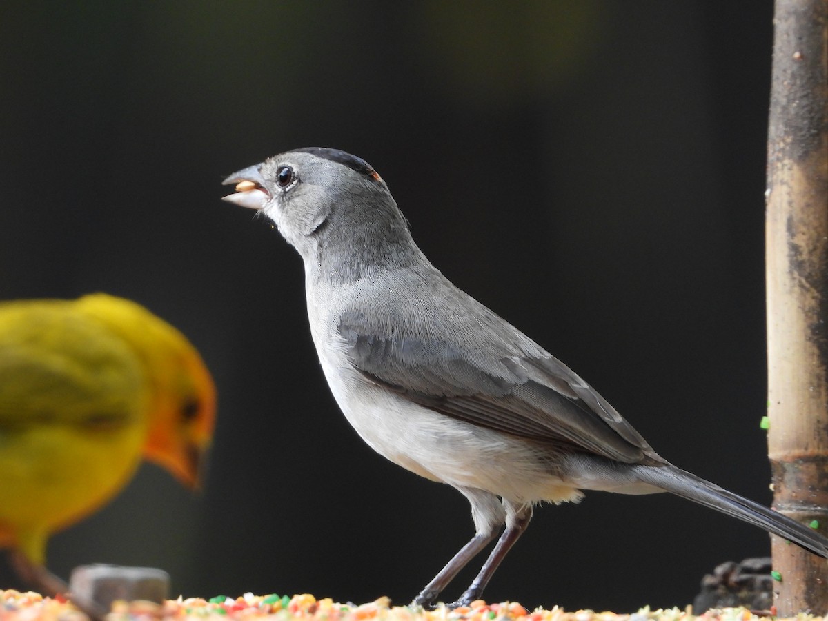 Pileated Finch - ML575048051